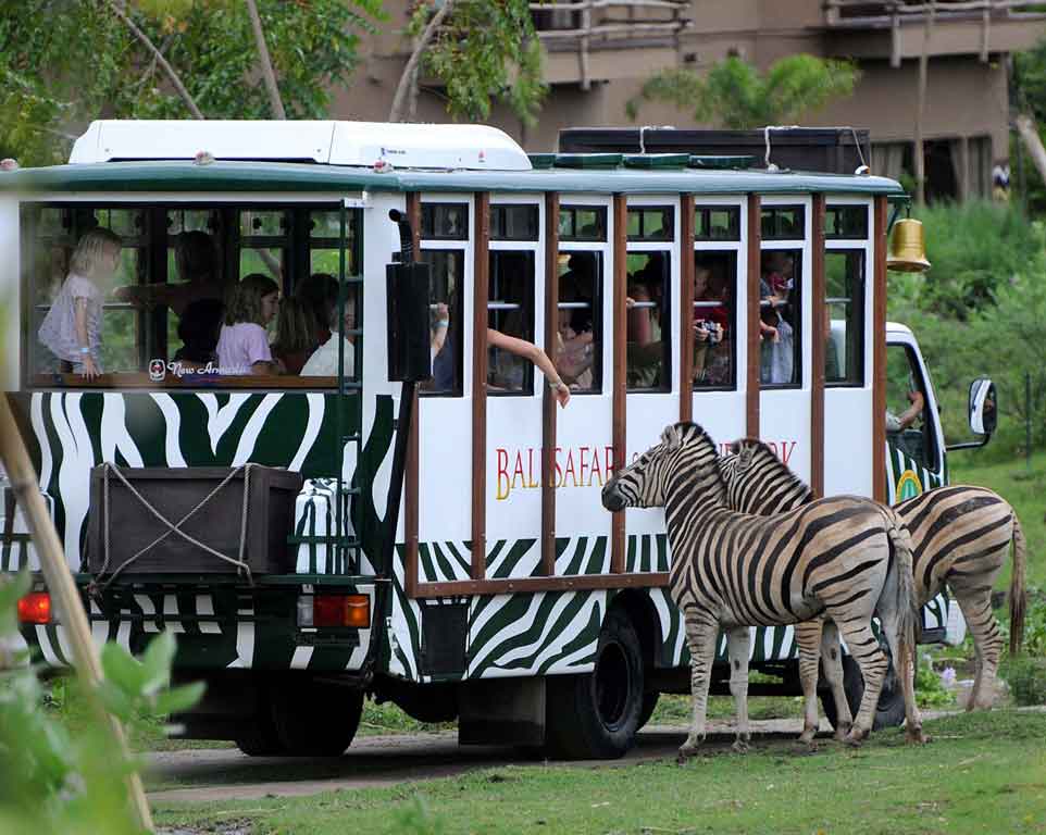 Safari