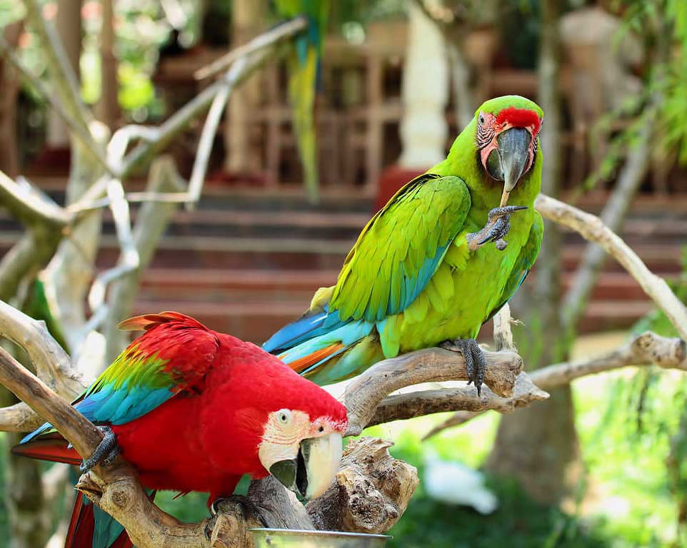 Bali Honeymoon 5H4M